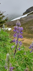 Lupinus nootkatensis