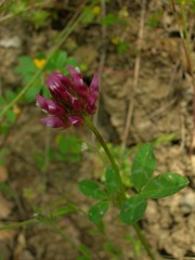 Trifolium ciliolatum