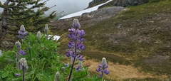Lupinus nootkatensis