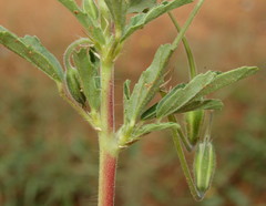 Monsonia angustifolia image