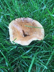 Fungi