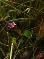 Trifolium gracilentum