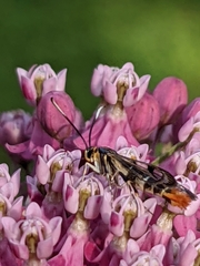 Synanthedon acerrubri