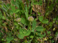 Trifolium microcephalum