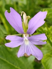 Viola cornuta