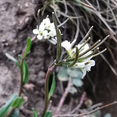 Arabis ciliata