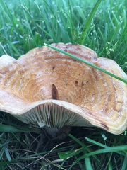 Fungi