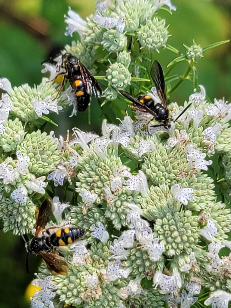 Grey Color Wasps Noble Scoliid Wasp from Gray Court, SC 29645, USA on July 3, 2021 at 03 ...