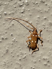 Eburia quadrigeminata