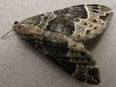 Eulithis explanata