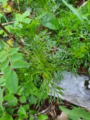 Jacobaea abrotanifolia