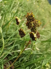 Bupleurum ranunculoides