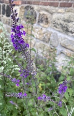 Linaria purpurea