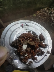 Agaricales