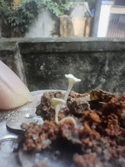 Agaricales