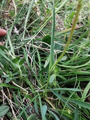 Bupleurum ranunculoides