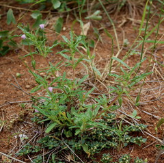 Monsonia angustifolia image