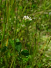 Trifolium microdon