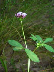 Trifolium variegatum