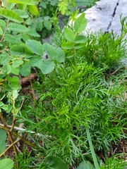 Jacobaea abrotanifolia