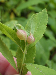 Dasineura salicifoliae
