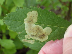 Agromyza valdorensis