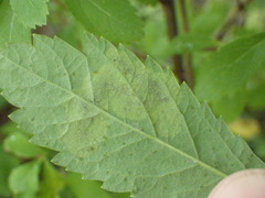 Agromyza valdorensis