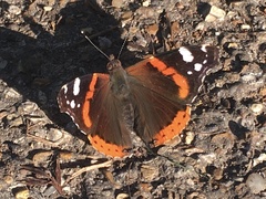 Vanessa atalanta