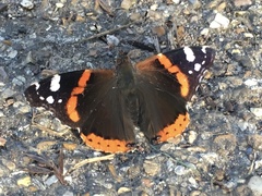 Vanessa atalanta