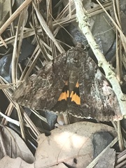 Catocala muliercula