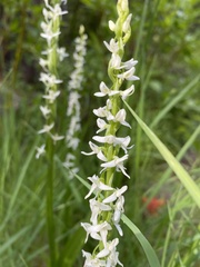 Platanthera dilatata albiflora