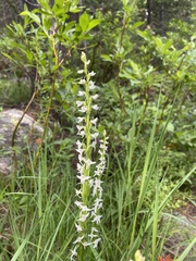 Platanthera dilatata albiflora