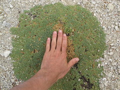 Podistera nevadensis
