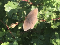 Maniola jurtina