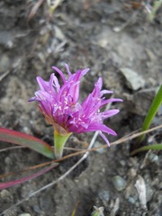 Allium falcifolium