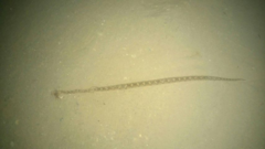 Echis leucogaster