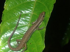 Saproscincus basiliscus