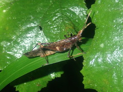 Desmoptera truncatipennis