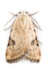 Micrathetis costiplaga