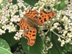 Polygonia c-album