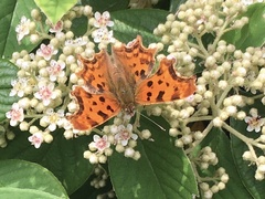 Polygonia c-album