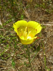 Calochortus luteus