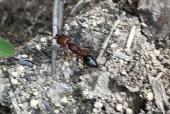 Odontomachus clarus
