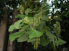 Alchornea glandulosa