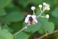 Volucella elegans