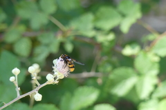Volucella elegans