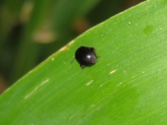 Scirtes hemisphaericus