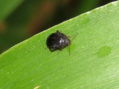 Scirtes hemisphaericus