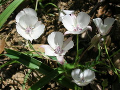 Calochortus umbellatus