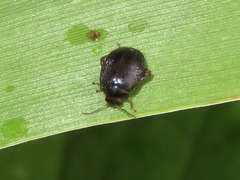 Scirtes hemisphaericus